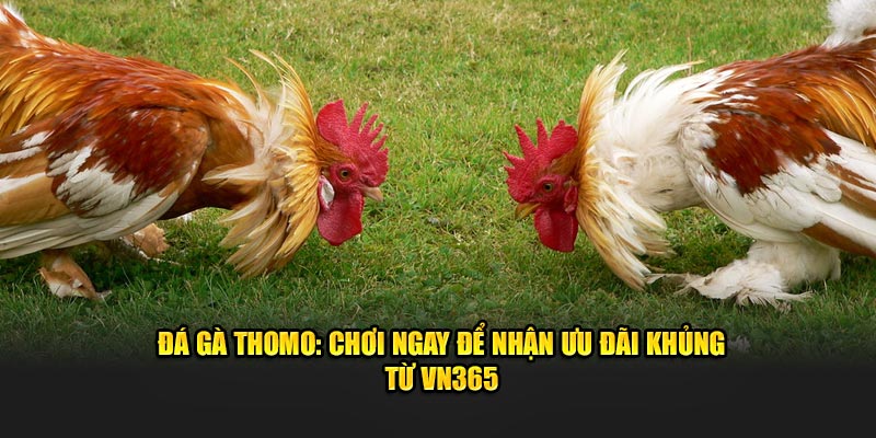 Đá Gà Thomo - Chơi Ngay Để Nhận Ưu Đãi Khủng Từ VN365