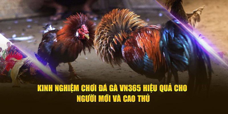 Kinh Nghiệm Đá Gà VN365 Hiệu Quả Cho Người Mới Và Cao Thủ