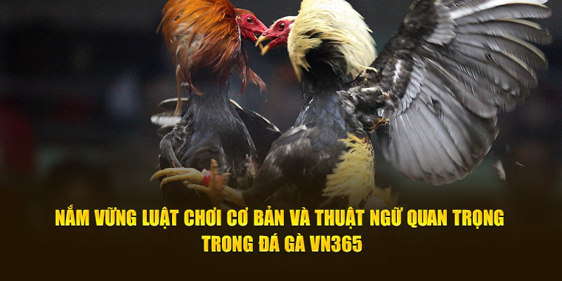 Nắm vững luật chơi cơ bản và thuật ngữ quan trọng trong đá gà VN365