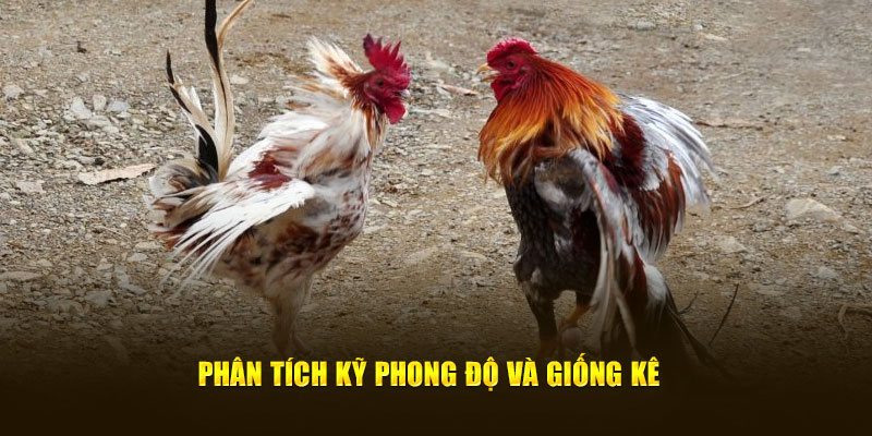 Phân tích kỹ phong độ và giống kê